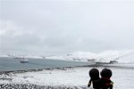 Maulwuerfe in der Antarktis