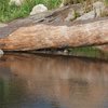 Ein umgefallener Baumstamm auf Grouse Mountain, welcher im Wasser liegt