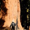 Der Riesenmammutbaum ist ein immergrüner Baum, der Wuchshöhen von bis zu 95 Meter und einen Stammdurchmesser von bis zu 17 Meter an der sehr weit ausladenden Basis erreichen kann. Im Allgemeinen betragen die Brusthöhendurchmesser (in 1,30 Meter Höhe) von alten Bäumen 3 bis 6 Meter, im Maximum über 8 Meter. Der Baum bildet eine hohe, schmal kegelförmige Krone aus, wobei die Stämme im Alter bis auf 50 Meter astfrei sein können. Die Kronen der berühmten größten Exemplare wirken nur aufgrund erlittener Sturm- und Blitzschäden arg „zerrupft“.