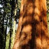 Der General Sherman Tree ist mit einem Stammvolumen von 1486,9 Kubikmetern (52.508 Kubikfuß),[1] nach früheren Angaben 1489 Kubikmeter,[2] der größte lebende Baum der Erde.