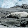 Diese Robbe ist stahlgrau gefärbt und trägt hellere, weiße oder gelbliche Flecken am ganzen Körper. Im Sommer verblassen die Farben, im Winter werden sie wieder kräftiger. Jungtiere sind noch ungefleckt. Weddellrobben sind etwa 250 cm lang (ausnahmsweise über 3 m) und 400 kg schwer. Der verhältnismäßig kleine Kopf und die kurze Schnauze unterscheiden sie von anderen antarktischen Robben